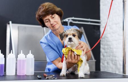 Portrait of cute bichon havanese during towelling after bathing in professional pet salonの写真素材