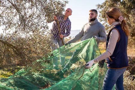 Farmer family engaged in growing olives, picking fresh olives from trees on autumn dayの写真素材