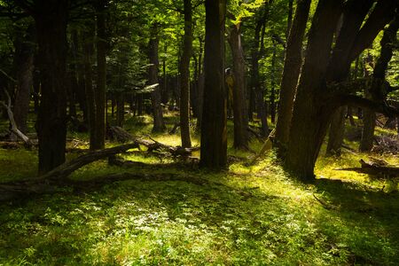 Greenwood near foothills of Andes mountains, Patagonia, Argentina, South Americaの写真素材