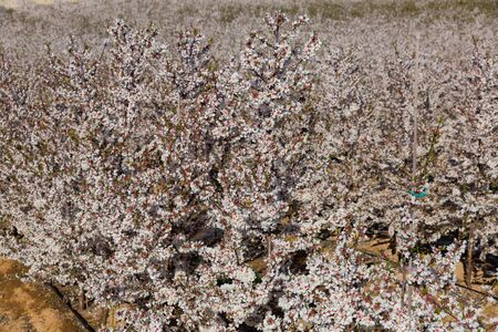Image of blooming cherry trees in the fields over blue sky in springの写真素材