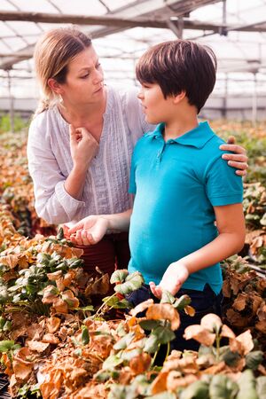 Portrait of little boy  with mother working with  peppermint seedlings in  greenhouseの写真素材