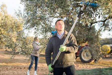 Skilled adult man gathering harvest in olive grove on family farm on sunny dayの写真素材