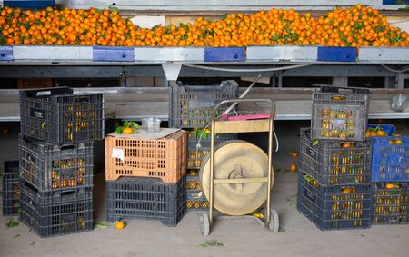 Production facilities of grading and packing of harvest of mandarins on an agricultural farmの写真素材
