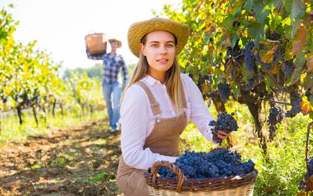 Young attractive woman farmer harvesting ripe blue grapes in sunny vineyardの写真素材