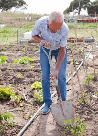 Mature man gardener working at land with cabbage in  sunny garden outdoorの写真素材