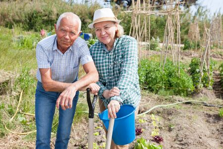 Man and woman gardeners with shovel and bucket while gardening in outdoor garden at sunny dayの写真素材