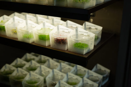 Variety of aquarium plants in small containers on shelves of pet shop