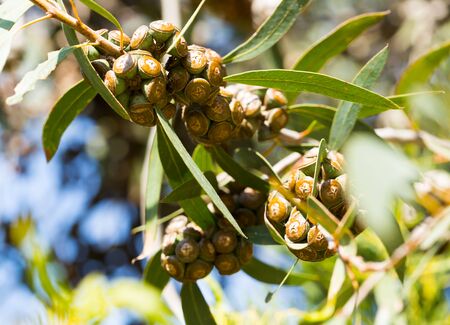Closeup of eucalypt woody fruits (gumnuts) on green twigs in natural habitatの写真素材