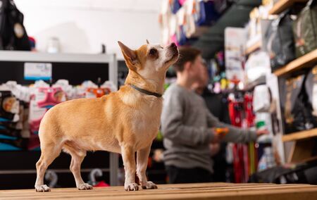 Chihuahua dog sitting in petshopの写真素材