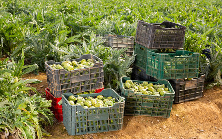 View of harvest of ripe green artichokes packed in plastic boxes ready for storage or delivery to storesの写真素材