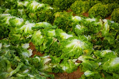 Lettuce growing on the fieldの写真素材