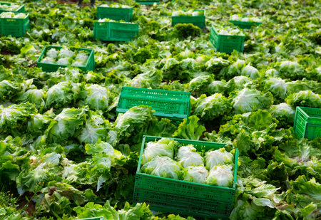 Harvest of green lettuce and crates in garden outdoorの写真素材