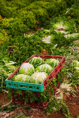 Fresh lettuce in boxes on plantation bedsの写真素材