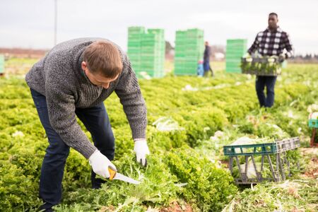 Focused workman cutting fresh ripe green frisee lettuce on farm field. Harvest timeの写真素材