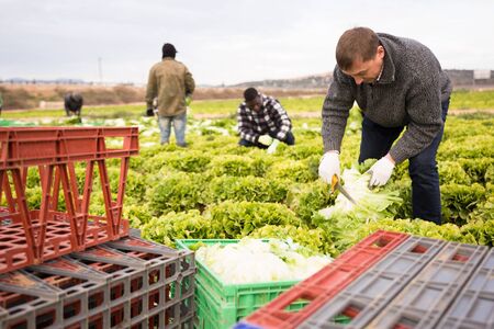 Portrait of man gardener picking harvest of lettuce to crate and using knife in garden の写真素材
