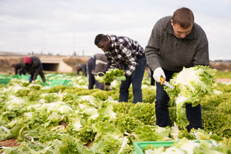 Farm worker hand harvesting organic green lettuce crop on fertile agriculture land 