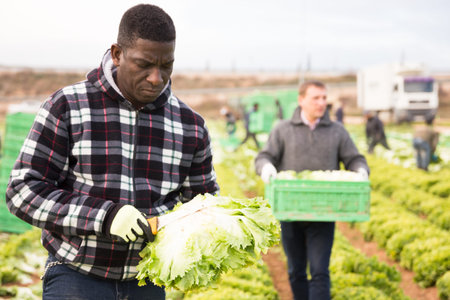 African american man  gardener picking harvest of lettuce to crate and using knife in garden