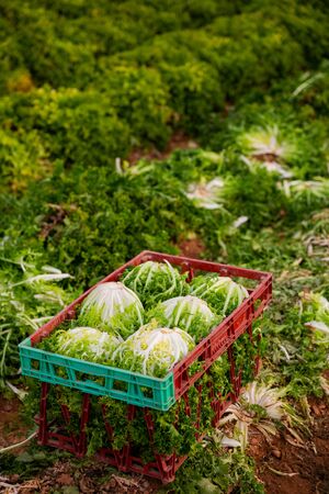Plastic boxes with lettuce on the fieldの写真素材