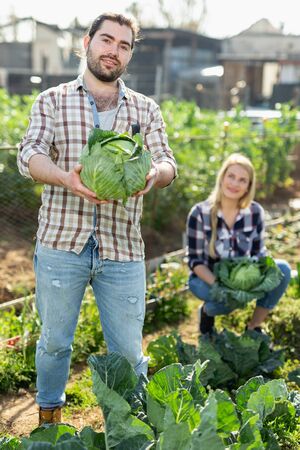 Portrait of positive couple of farmers checking cabbage plants in vegetable gardenの写真素材