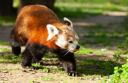Fluffy red panda walking on ground in natural habitat on sunny spring day. Wildlife scene