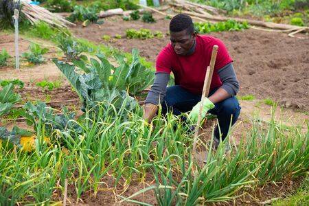 African american man  gardener with mattock working in garden outdoorの写真素材