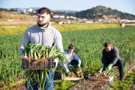 Young bearded farmer carrying crate with freshly harvested organic scallions on family farm field....