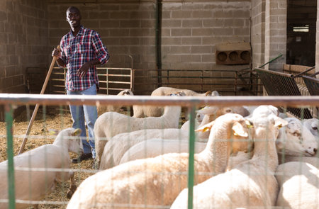 African american male proffesional farmer feeds  sheeps with hay at farm