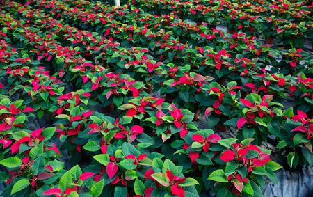 Euphorbia pulcherrima plants growing in flowerpots at glasshouse farmの写真素材