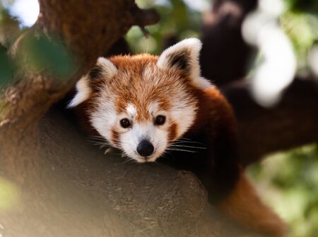 Light face of red panda hiding in branches of green tree. Wild animal life の写真素材