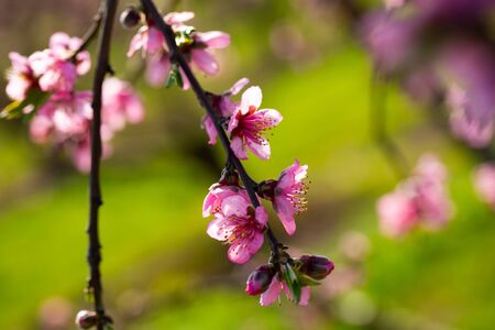 Close up of pink peach flowers on tree on sunny spring day

の写真素材