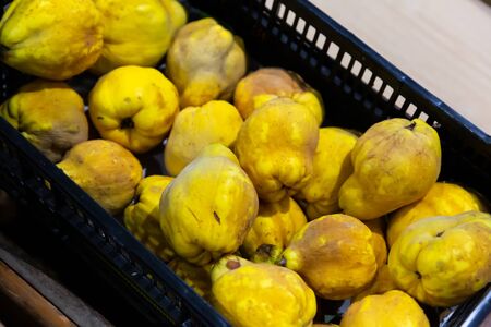 Fresh yellow quince in plastic box on market showcase. Organic vitamin fruitsの写真素材