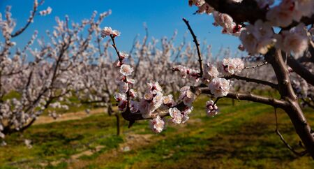 Close up of white apricot flowers on tree on sunny spring dayの写真素材