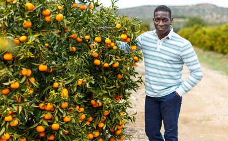Portrait of cheerful afro male worker picking mandarins in box on farmの写真素材