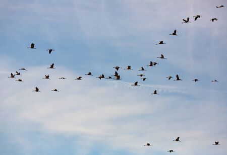 Common cranes flying to breeding grounds, seasonal spring bird migrationの写真素材