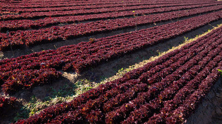Red coral lettuce salad growing in soil, gardening and agriculture concept