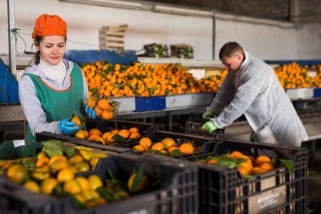 Focused man and woman working on tangerines sorting line in fruit warehouseの写真素材