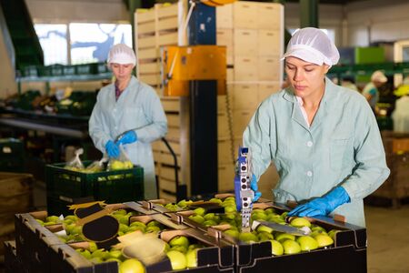 Portrait of young female workers in uniform sticking labels on fresh apples at factoryの写真素材