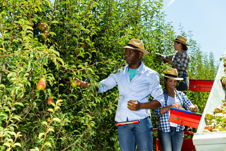 Concept of mechanization of fruit harvesting. Workers picking ripe pears in orchard on automatic harvesting platformの写真素材