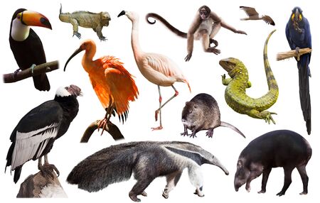 Set of  spectacled caiman, tapir and other animals of South America over white backgroundの写真素材
