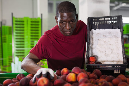 Portrait of focused glad diligent  African workman preparing harvested peaches for transportation on...