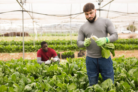 Portrait of man horticulturist picking mangold in greenhouse