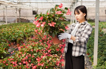 Cheerful chinese woman florist holding potted flowers begoniaの写真素材