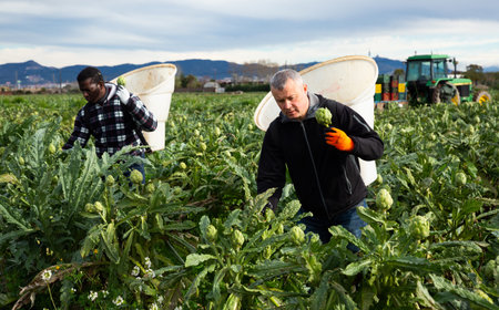 Men  professional gardeners picking artichokes in rural outdoor