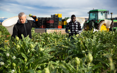 Portrait of focused men engaged in artichokes growing, harvesting ripe vegetables in special baskets...