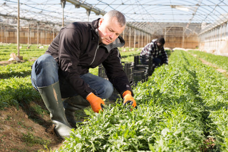 Portrait of mature man gardener picking harvest of arugula in hothouse