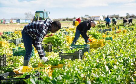Portrait of men gardeners picking harvest of celery to crates in garden の写真素材
