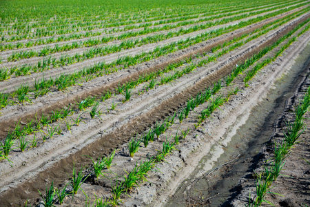 Farming and agriculture, plantation of growing green sprouts of garlic
