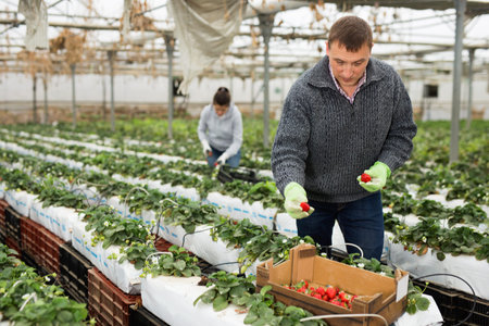 Positive glad cheerful  smiling man harvesting strawberries in greenhouse