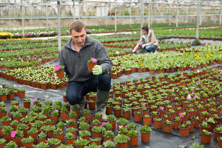 Hired workers engaged in cultivation of plants of petunia in greenhouse