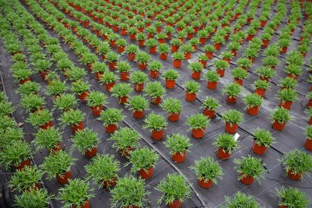 Young Argyranthemum percussion growing in flowerpots at glasshouse farmの写真素材